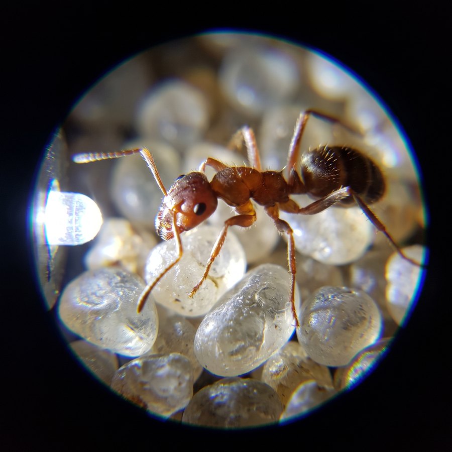 View through the microscope: a magnified red-brown ant standing on clear, rounded grains of sand