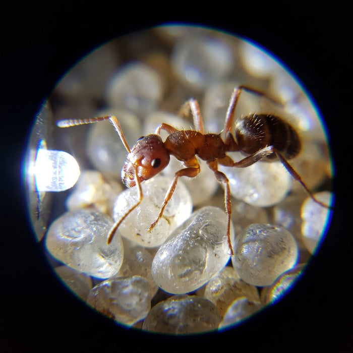 View through the microscope: a magnified red-brown ant standing on clear, rounded grains of sand