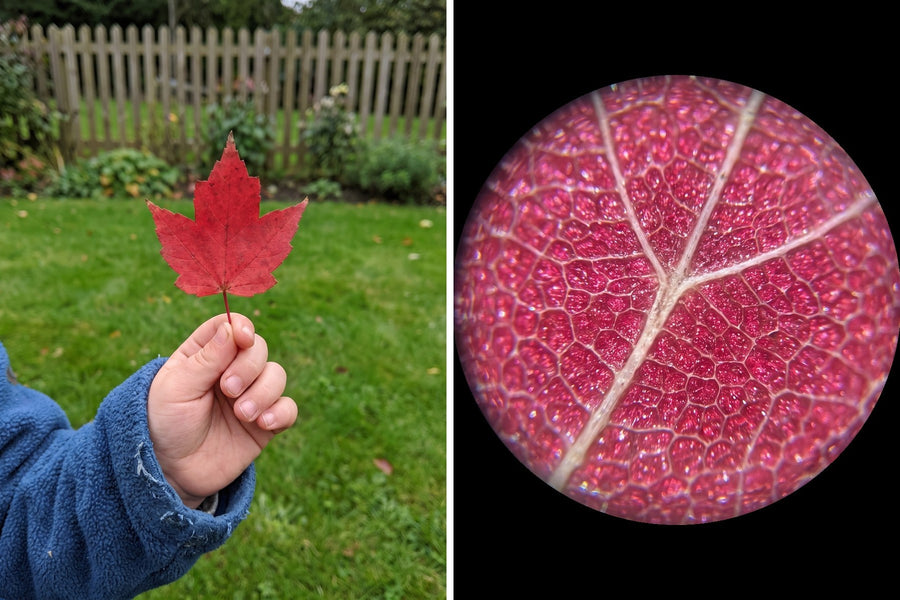 A red leaf in a child's hand, and the same leaf seen through the Miniscope