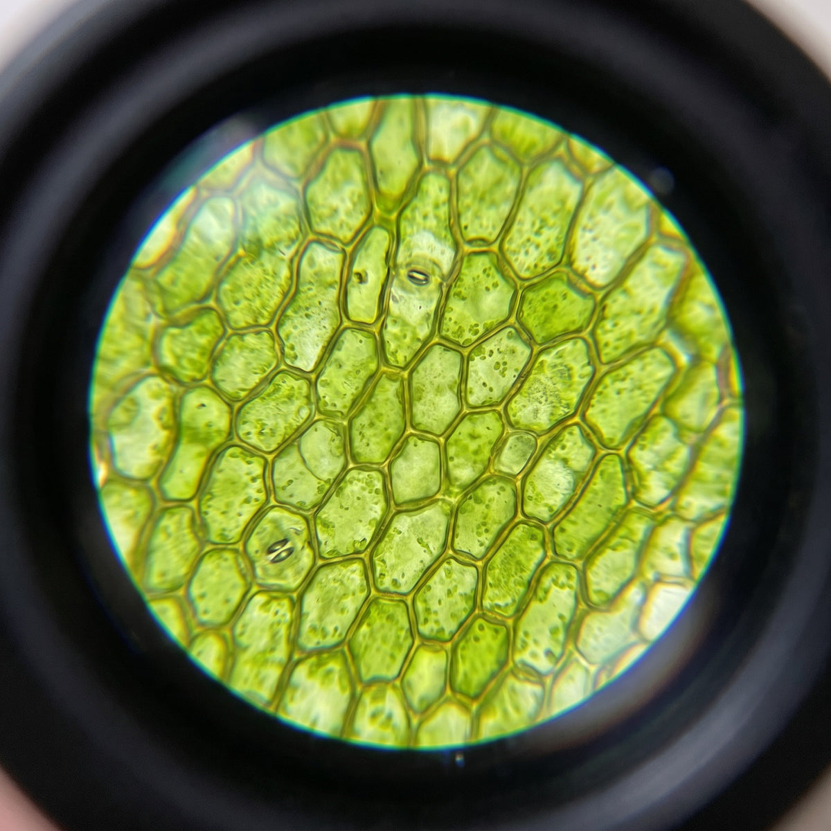 Groovd Miniscope: view leaf