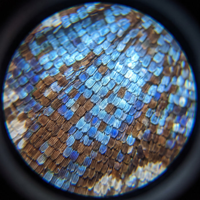 Groovd Miniscope: view wing