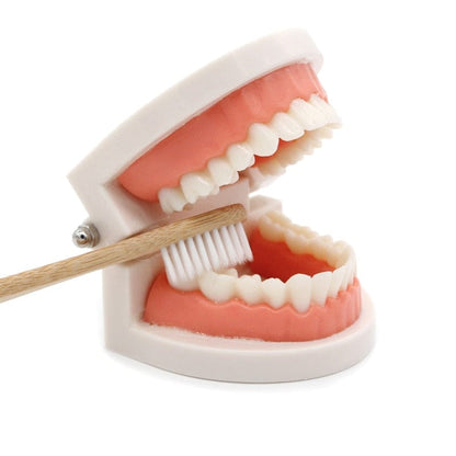 Tooth Brushing Trainer